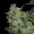 LA Cannalope - DNA GENETICS