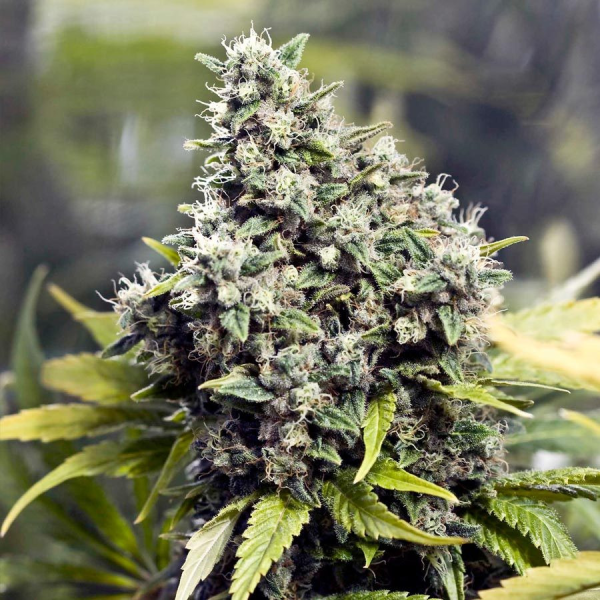 Grapefruit - FEMALE SEEDS | TanieSianie.pl