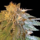 LA Confidential - DNA GENETICS | TanieSianie.pl