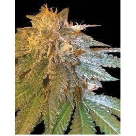 LA Confidential - DNA GENETICS | TanieSianie.pl
