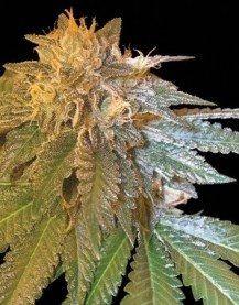 LA Confidential - DNA GENETICS | TanieSianie.pl