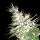 LA Woman - DNA GENETICS | TanieSianie.pl