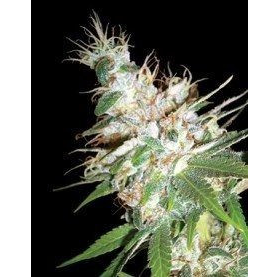 LA Woman - DNA GENETICS | TanieSianie.pl