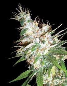 LA Woman - DNA GENETICS | TanieSianie.pl