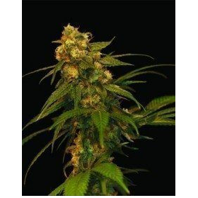 Lemon OG Kush - DNA GENETICS | TanieSianie.pl