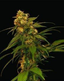 Lemon OG Kush - DNA GENETICS | TanieSianie.pl