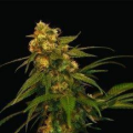 Lemon OG Kush - DNA GENETICS