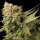 Lemon Skunk - DNA GENETICS | TanieSianie.pl