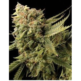 Lemon Skunk - DNA GENETICS | TanieSianie.pl