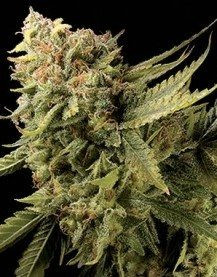 Lemon Skunk - DNA GENETICS | TanieSianie.pl