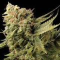 Lemon Skunk - DNA GENETICS