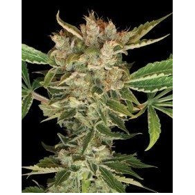 Martian Kush - DNA GENETICS | TanieSianie.pl