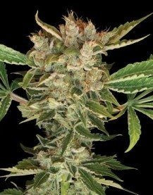 Martian Kush - DNA GENETICS | TanieSianie.pl
