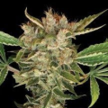 Martian Kush - DNA GENETICS