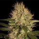 Martian Mean Green - DNA GENETICS | TanieSianie.pl