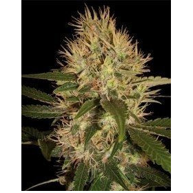 Martian Mean Green - DNA GENETICS | TanieSianie.pl