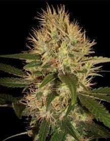 Martian Mean Green - DNA GENETICS | TanieSianie.pl