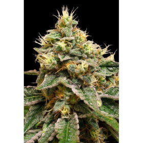 OG LA Affie - DNA GENETICS | TanieSianie.pl