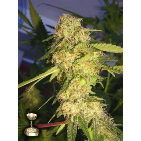 ReCon - DNA GENETICS | TanieSianie.pl