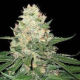 Rocklock - DNA GENETICS | TanieSianie.pl