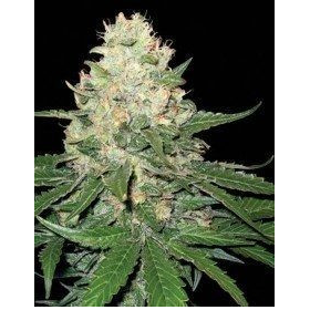 Rocklock - DNA GENETICS | TanieSianie.pl