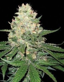 Rocklock - DNA GENETICS | TanieSianie.pl