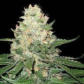 Rocklock - DNA GENETICS