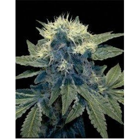 Sharksbreath '09 - DNA GENETICS | TanieSianie.pl