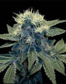 Sharksbreath '09 - DNA GENETICS | TanieSianie.pl
