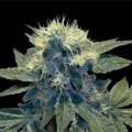 Sharksbreath '09 - DNA GENETICS