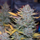 ICED Grapefruit - FEMALE SEEDS | TanieSianie.pl