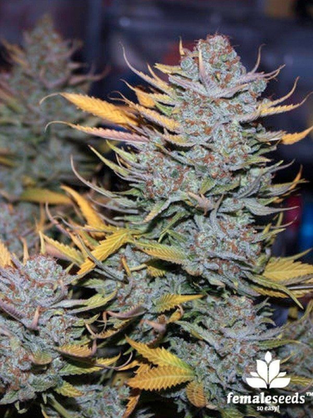ICED Grapefruit - FEMALE SEEDS | TanieSianie.pl