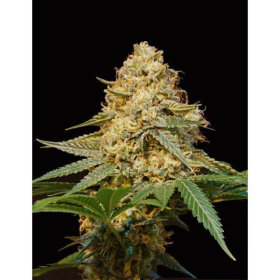 LA Silver - DNA GENETICS | TanieSianie.pl
