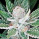 Sleestack - DNA GENETICS | TanieSianie.pl