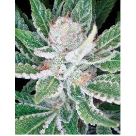 Sleestack - DNA GENETICS | TanieSianie.pl