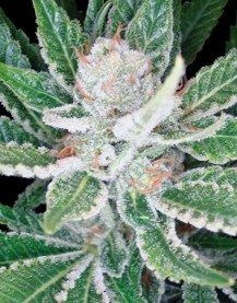 Sleestack - DNA GENETICS | TanieSianie.pl