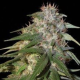 Sour Cream - DNA GENETICS | TanieSianie.pl