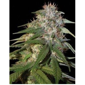 Sour Cream - DNA GENETICS | TanieSianie.pl