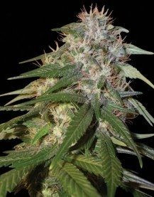 Sour Cream - DNA GENETICS | TanieSianie.pl