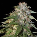 Sour Cream - DNA GENETICS