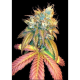 Sour Secret - DNA GENETICS | TanieSianie.pl