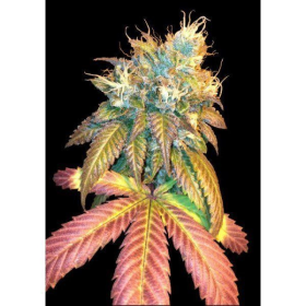 Sour Secret - DNA GENETICS | TanieSianie.pl