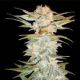 Stacked Kush - DNA GENETICS | TanieSianie.pl