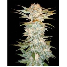 Stacked Kush - DNA GENETICS | TanieSianie.pl