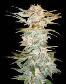 Stacked Kush - DNA GENETICS | TanieSianie.pl