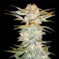 Stacked Kush - DNA GENETICS