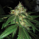 Connie Chung - DNA GENETICS | TanieSianie.pl