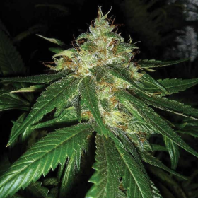 Connie Chung - DNA GENETICS | TanieSianie.pl