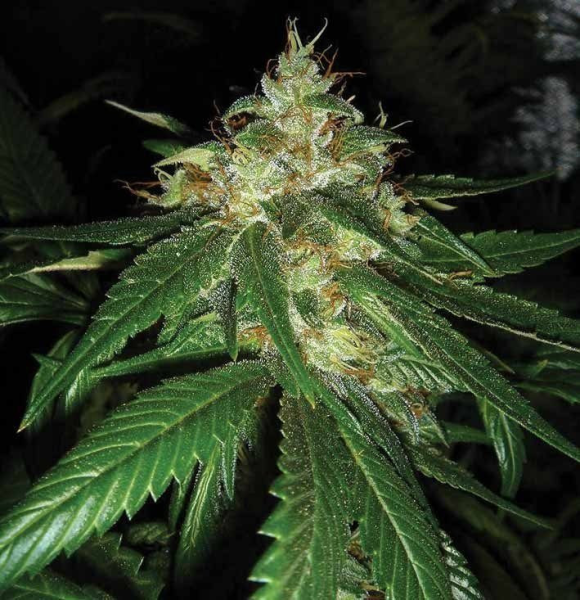 Connie Chung - DNA GENETICS | TanieSianie.pl