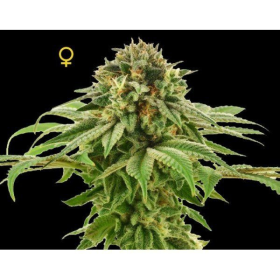 Grape LA - DNA GENETICS | TanieSianie.pl